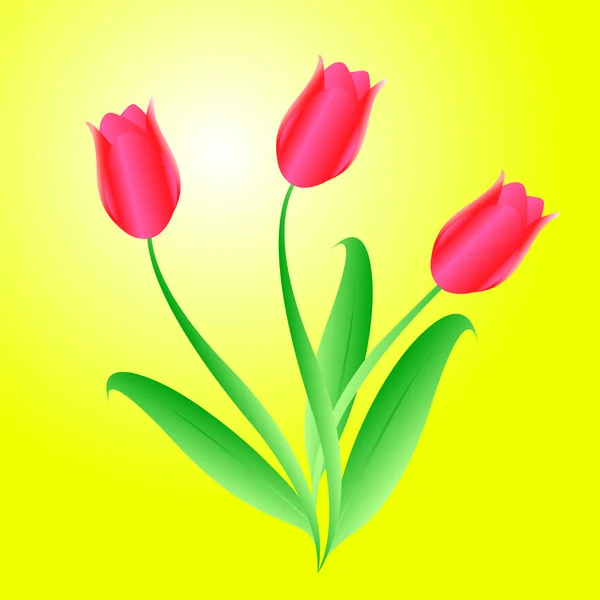 Buquê de três belas tulipas — Fotografia de Stock