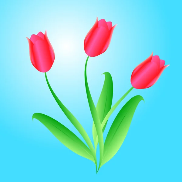 Bouquet from three beautiful tulips — Stockfoto