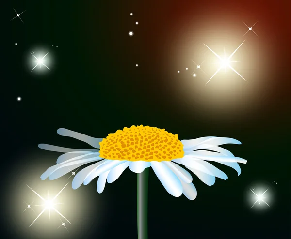 Kwiat rumianku — Zdjęcie stockowe