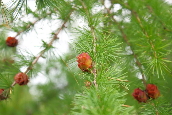 Takken van een pine met kegels — Stockfoto