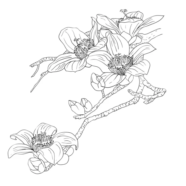 Ramoscello tenero che fiorisce orchidee su uno sfondo leggero — Foto Stock