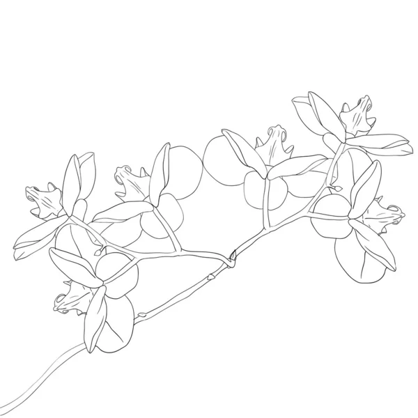 蘭の花のイラスト — ストック写真