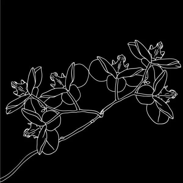 Stylized orchid branch design illustration — 图库照片