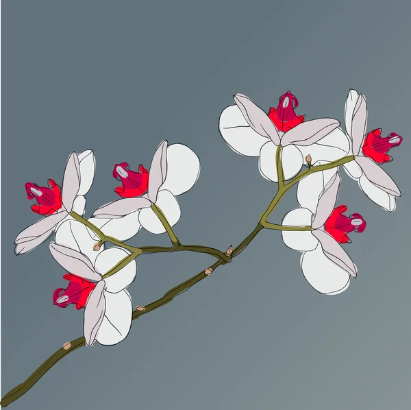 Zweig blühende Orchideen auf einem Hintergrund — Stockfoto
