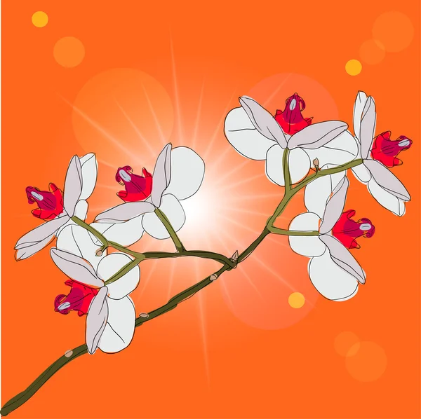 Twig blossoming orchids on a background — Stock Photo, Image