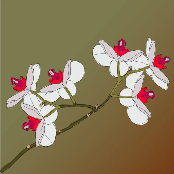 Ramoscello fioritura orchidee su uno sfondo — Foto Stock