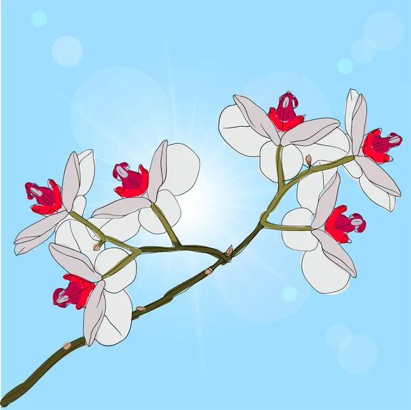 Takje bloeiende orchideeën op een achtergrond — Stockfoto
