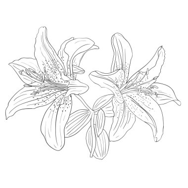 Floral design element and hand-drawn illustration