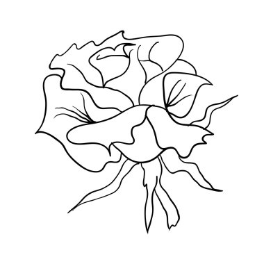 Floral design element and hand-drawn illustration