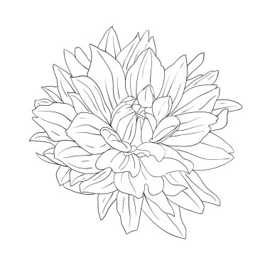Floral design element and hand-drawn illustration
