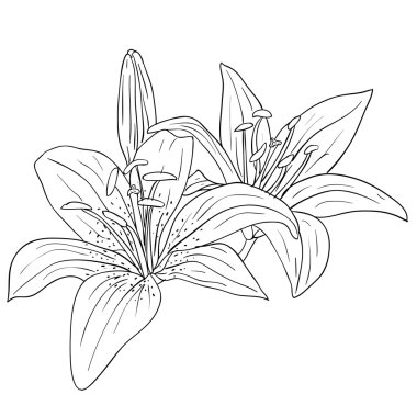 Floral design element and hand-drawn illustration