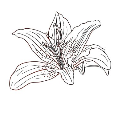 Floral design element and hand-drawn illustration