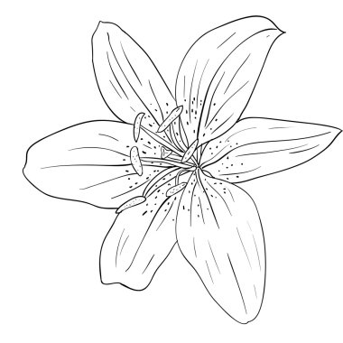 Floral design element and hand-drawn illustration