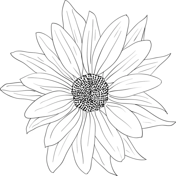 Elemento de diseño floral e ilustración dibujada a mano — Foto de Stock