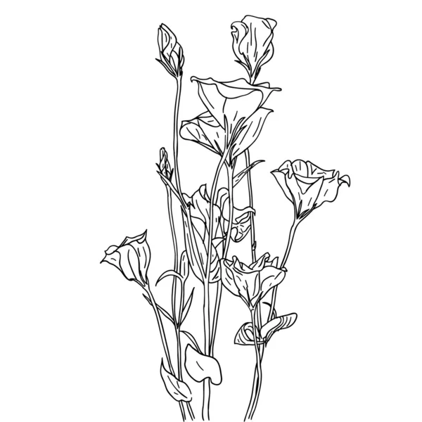 Elemento de diseño floral e ilustración dibujada a mano — Foto de Stock