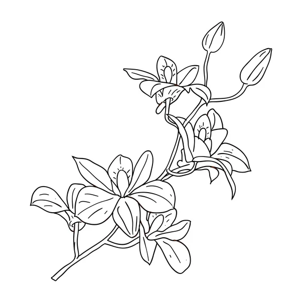 Floral design element and hand-drawn illustration — 图库照片