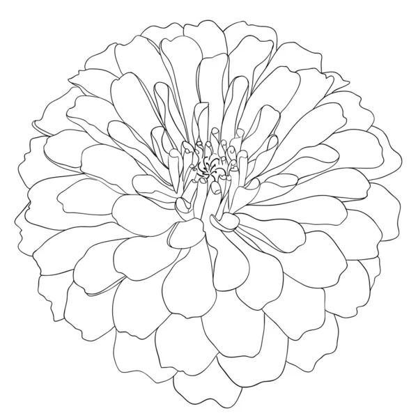 Floral design element and hand-drawn illustration — Zdjęcie stockowe