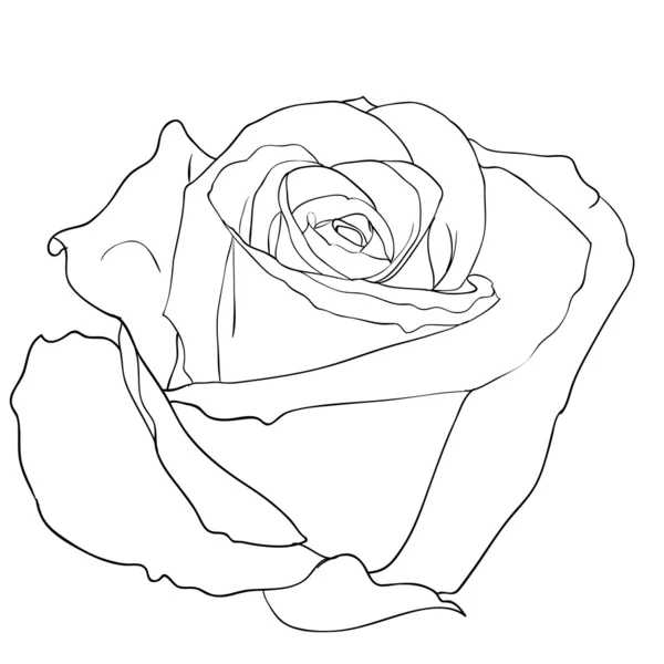 Floral design element and hand-drawn illustration — Zdjęcie stockowe