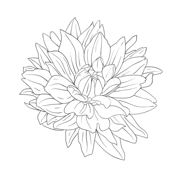 Elemento de desenho floral e ilustração desenhada à mão — Fotografia de Stock
