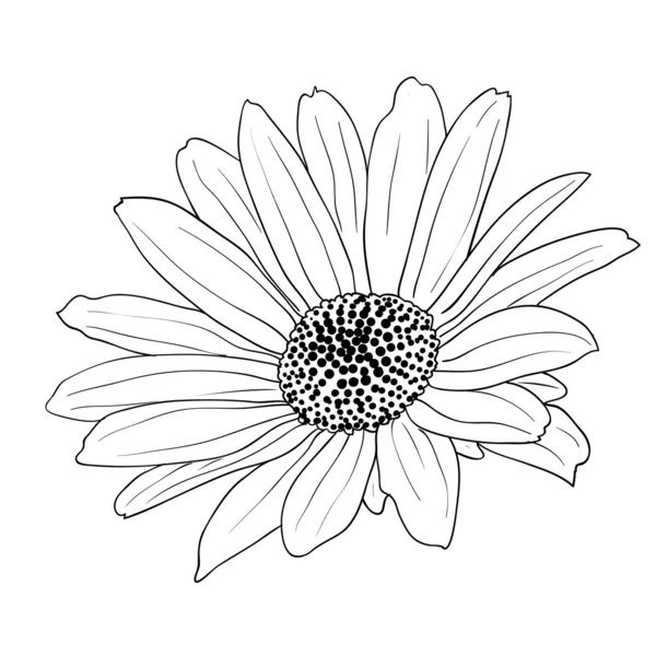 Floral design element and hand-drawn illustration — 图库照片