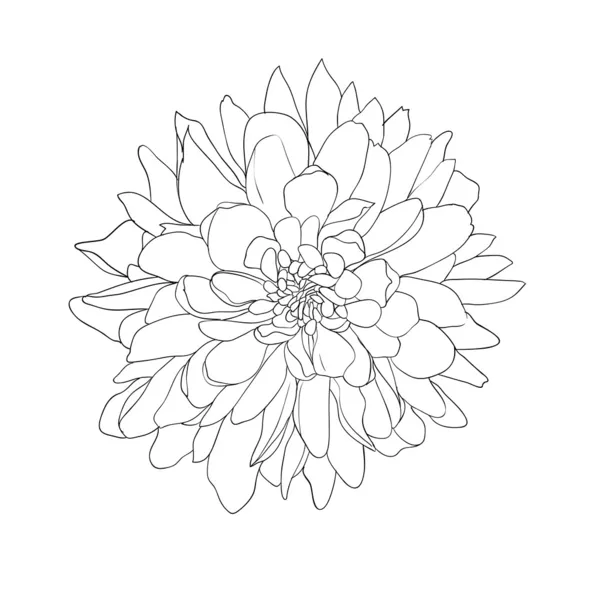 Floral design element and hand-drawn illustration — Stok fotoğraf
