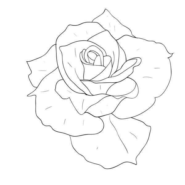 Floral design element and hand-drawn illustration — ストック写真