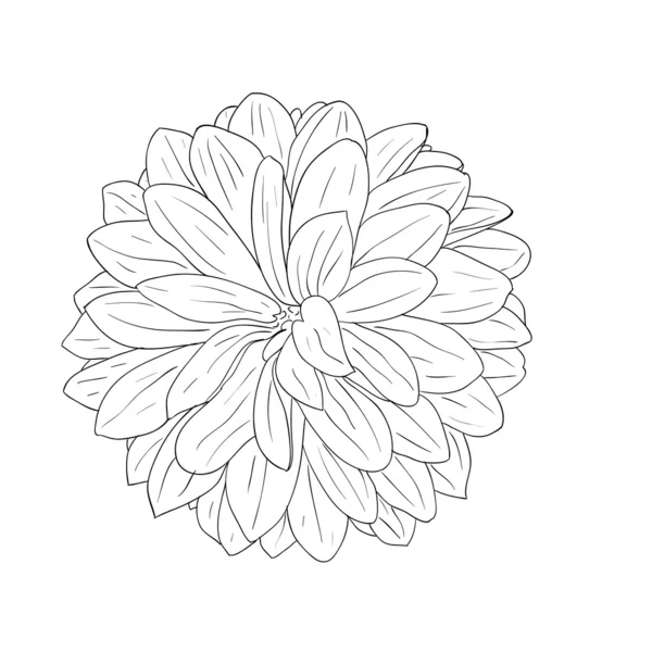 Floral design element and hand-drawn illustration — 스톡 사진