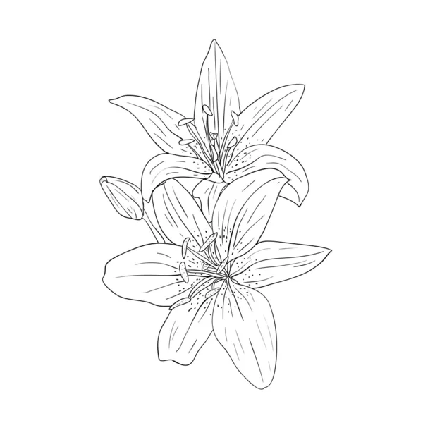Floral design element and hand-drawn illustration — Stock fotografie