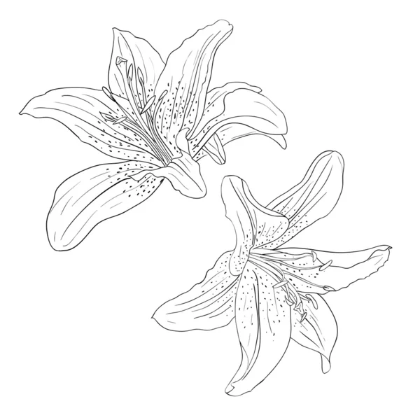Elemento de desenho floral e ilustração desenhada à mão — Fotografia de Stock