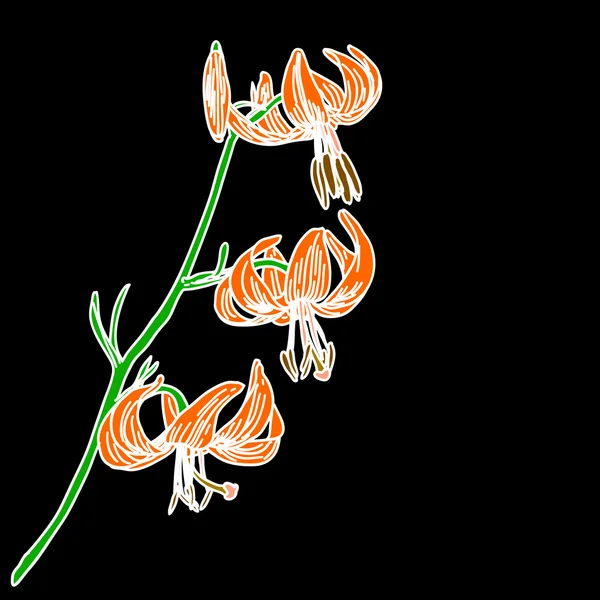 Lilie Blume isoliert auf schwarzem Hintergrund — Stockfoto