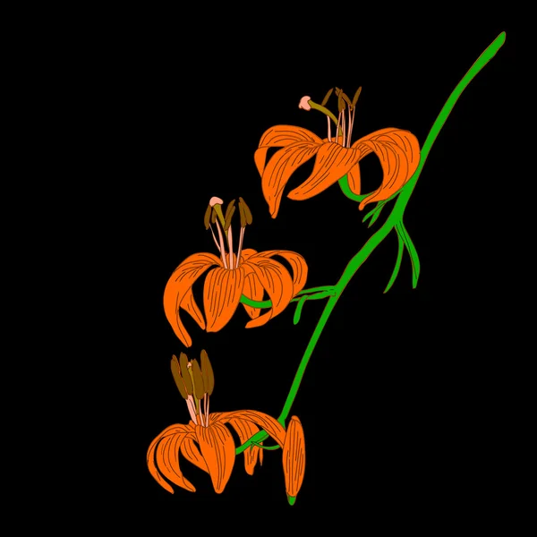 Lily flower isolated on black background — Stock Photo, Image