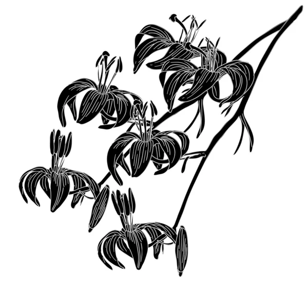 Lily flower isolated on white background — Stock Photo, Image