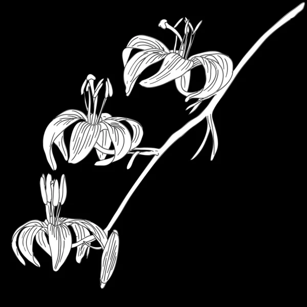 黒い背景に分離したユリの花 — ストック写真
