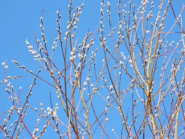 Willow gren mot den blå himlen — Stockfoto
