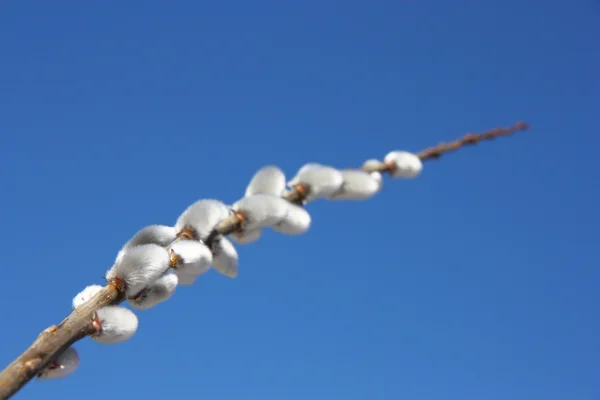 Willow gren mot den blå himlen — Stockfoto