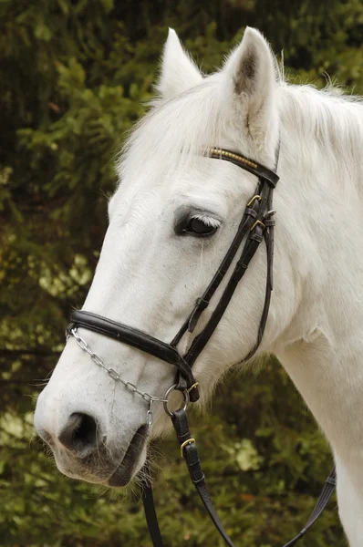 stock image Close-up picture of white horse in the park