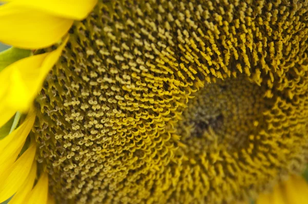 Beautiful yellow sunflower close-up — Stock Photo, Image
