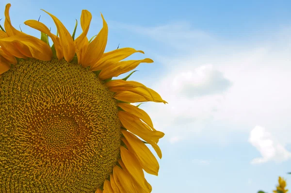 Schöne gelbe Sonnenblume mit blauem Himmel — Stockfoto