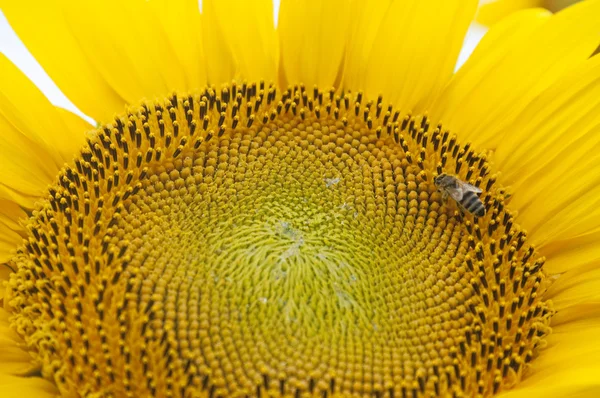 Schöne gelbe Sonnenblume mit einer Biene — Stockfoto