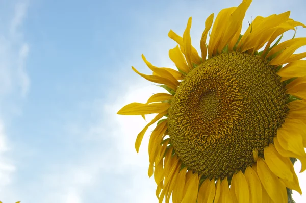 Schöne gelbe Sonnenblume mit blauem Himmel — Stockfoto