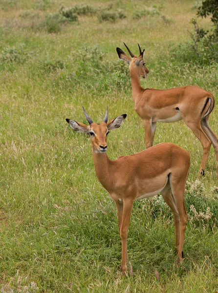 Antilope — Stockfoto