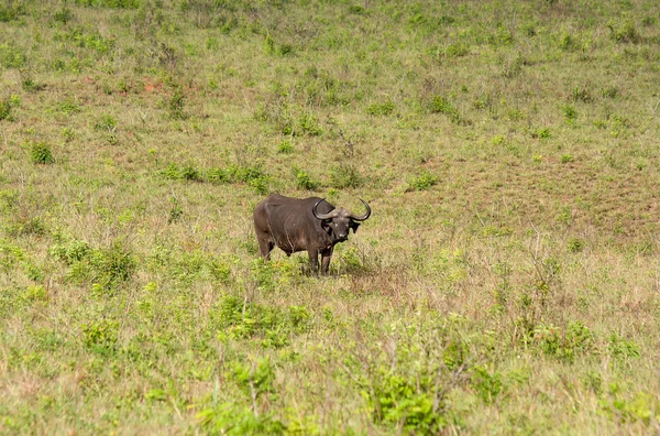 Африканські буйволи — стокове фото
