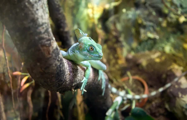 Basilisc Iguana — Stok fotoğraf