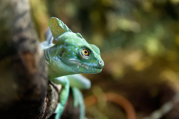 Basilisc iguana — Stock Photo, Image