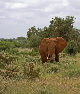 Afrika elefant