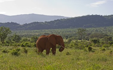 Afrika elefant