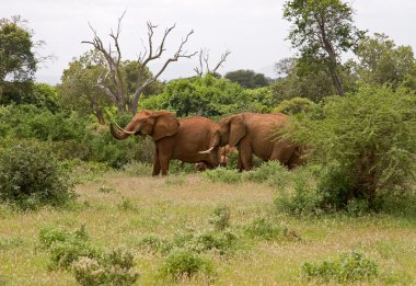 Afrika elefant