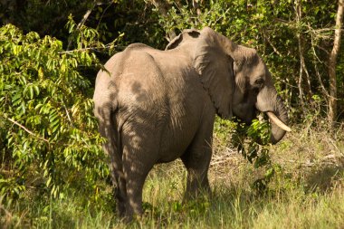 Afrika elefant