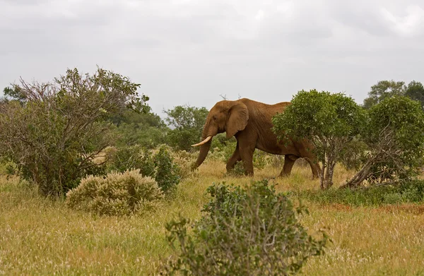 stock image African elefant