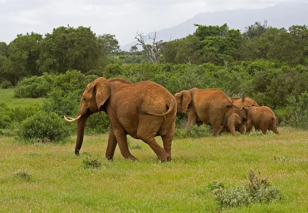 stock image African elefant